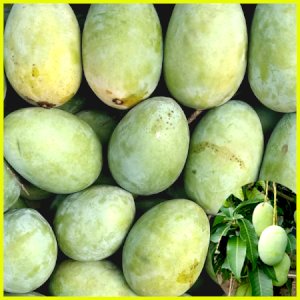 10KG Gobindo Bhog Mango ফর্মালিন মুক্ত (সরাসরী সাতক্ষীরার বাগান থেকে)
