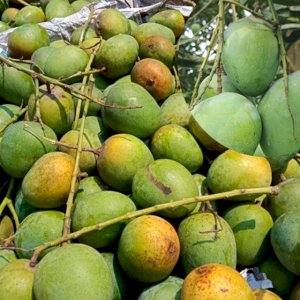 5Kg Gobindo Bhog Mango (সরাসরী সাতক্ষীরার বাগান থেকে)