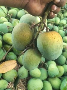 5Kg Gobindo Bhog Mango (সরাসরী সাতক্ষীরার বাগান থেকে)