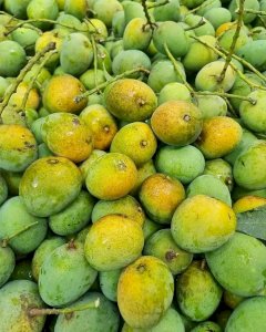 20KG Gobindo Bhog Mango ফর্মালিন মুক্ত (সরাসরী সাতক্ষীরার বাগান থেকে)