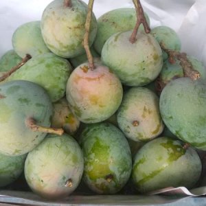 20KG Gobindo Bhog Mango ফর্মালিন মুক্ত (সরাসরী সাতক্ষীরার বাগান থেকে)