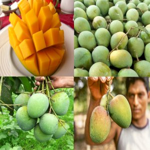 40Kg Gobindo Bhog Mango (সরাসরী সাতক্ষীরার বাগান থেকে)