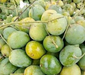 10 KG Himsagor Mango (সরাসরী সাতক্ষীরার বাগান থেকে)