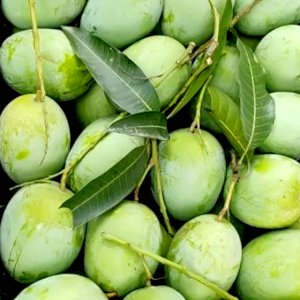 20 KG Himsagor Mango (সরাসরী সাতক্ষীরার বাগান থেকে)
