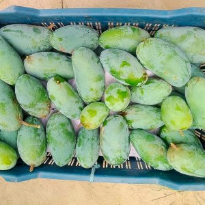 10 KG Nak Fazli Mango 